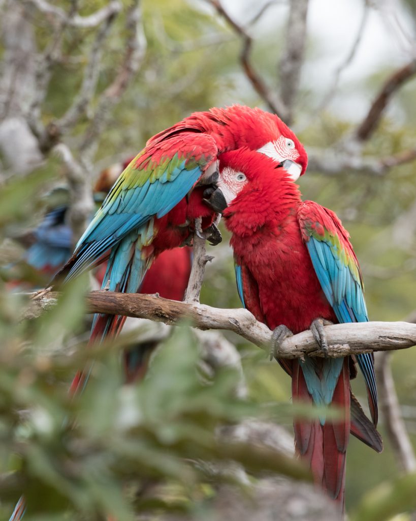 Macaws, the Mob & Heaven on earth